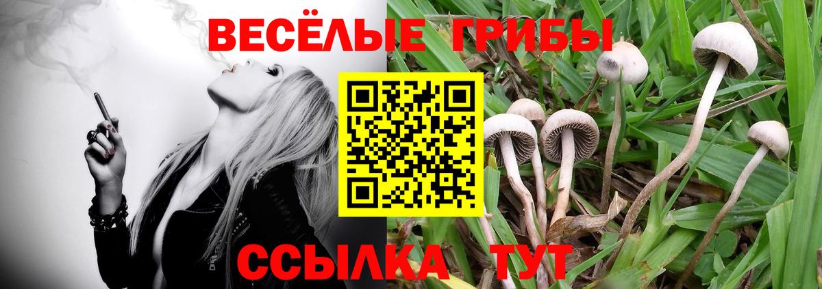 Рязань  Псилоцибиновые грибы MAGIC MUSHROOMS  Галлюциногенные грибы Psilocybe  Вход с VPN 